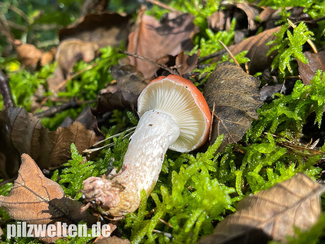 Rosenroter Gelbfuß, Gomphidius roseus