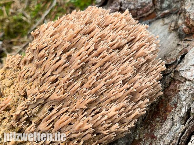 Rotbraune Koralle, Ramaria rubella