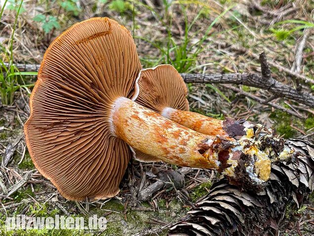 Rotschuppiger Raukopf, Cortinarius bolaris