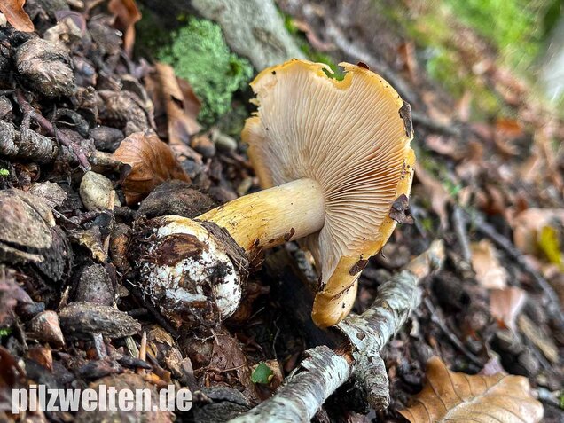 Sägeblättriger Klumpfuß, Cortinarius multiformis