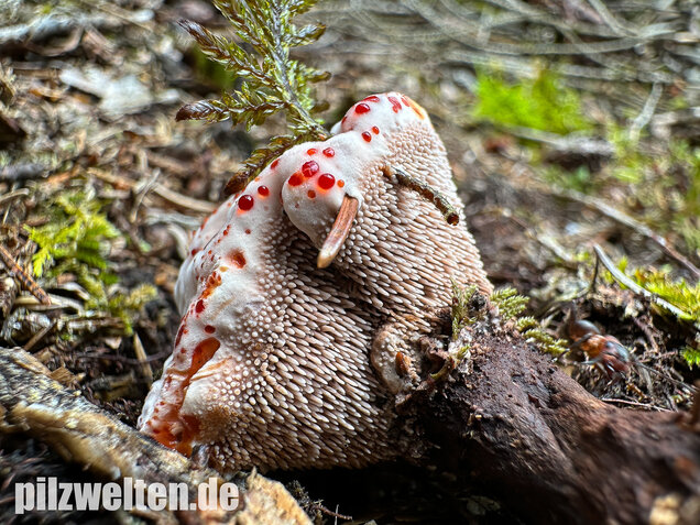 Scharfer Korkstacheling, Blutender Korkstacheling, Hydnellum peckii