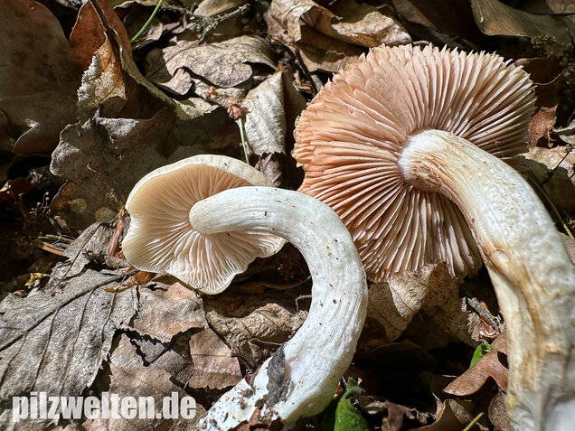 Schlehenrötling, Blasser Frühlingsrötling, Entoloma sepium