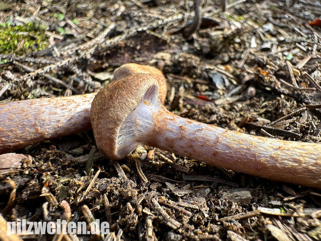 Schuppiger Dickfuß, Cortinarius pholideus