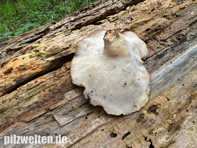 Sklerotienporling, Polyporus tuberaster