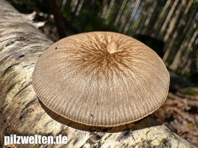 Verschiedenfarbiger Dachpilz, Pluteus plautus
