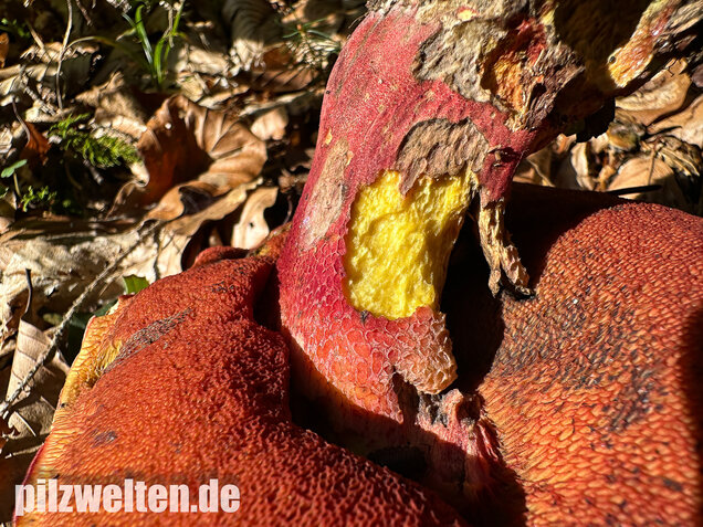 Weinroter Purpurröhrling, Suillellus rubrosanguineus