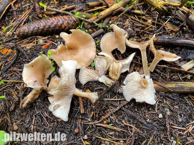 Weißlicher Anistrichterling, Clitocybe fragrans