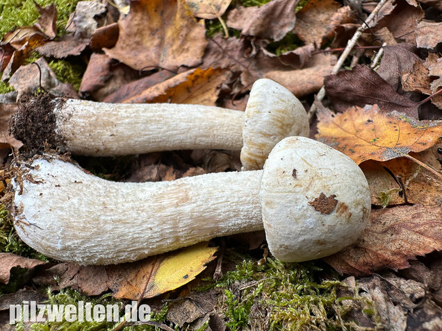 Wollstieliger Raufußröhrling (weiße Form), Leccinum cyaneobasileucum