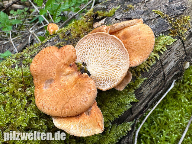 Bienenwabenporling, Waben-Stielporling, Neofavolus alveolaris