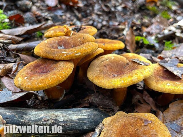 Brauner Afterleistling, Hygrophoropsis rufa