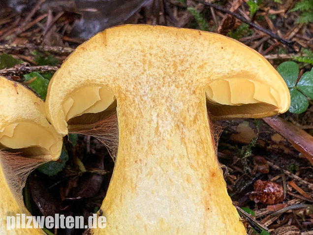 Dottergelber Klumpfuß, Cortinarius meinhardii