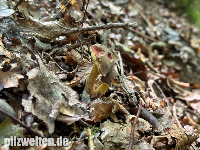 Falscher Rotfußröhrling, Düsterer Rotfußröhrling, Xerocomellus porosporus