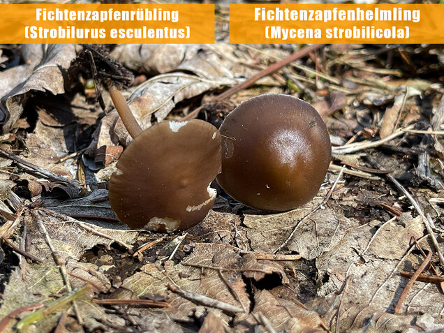 Fichtenzapfenhelmling, Zapfenhelmling, Mycena strobilicola