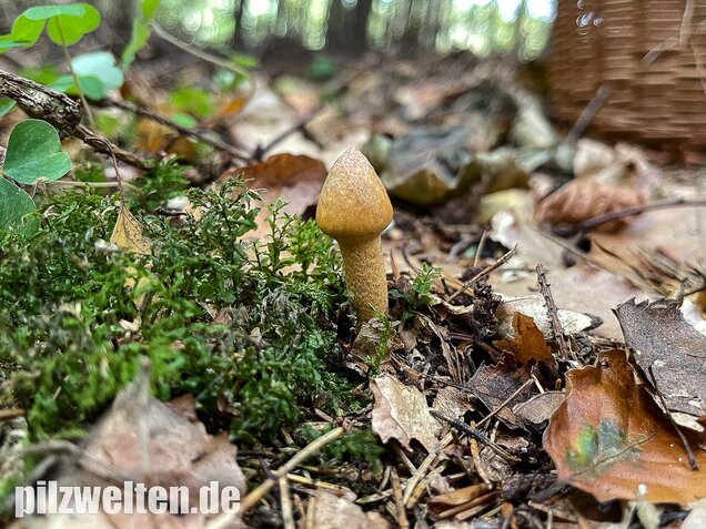 Filziger Gelbfuß, Chroogomphus helveticus