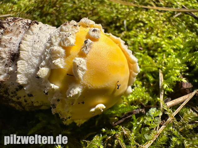 Gelber Fliegenpilz, Amanita muscaria var. formosa