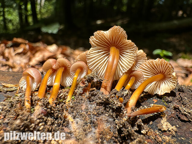 Gelbstieliger Nitrathelmling, Gelbfüßiger Nitrosehelmling, Mycena renati
