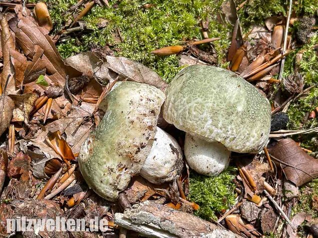 Grüngefelderter Täubling, Russula virescens