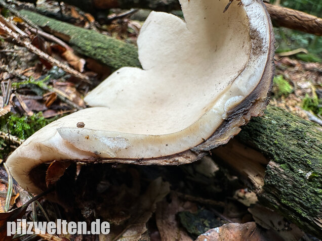 Halskrausen-Erdstern, Geastrum michelianum