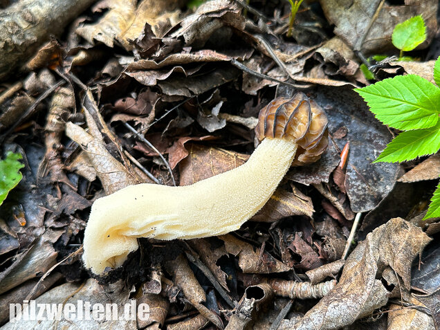 Käppchenmorchel, Morchella semilibera