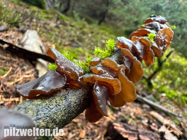 Kreisel-Drüsling, Exidia recisa