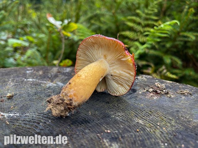 Lederstieltäubling, Russula viscida