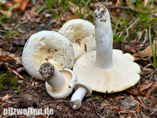 Pfeffermilchling, Lactifluus piperatus
