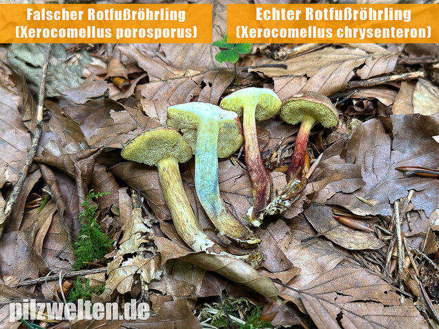 Falscher Rotfußröhrling, Düsterer Rotfußröhrling, Xerocomellus porosporus