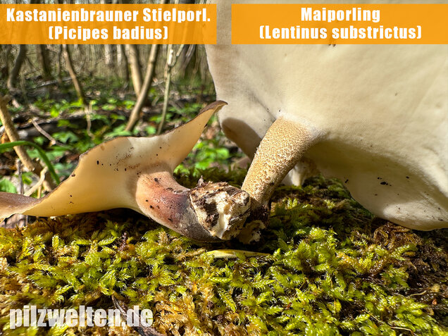 Maiporling, Bewimperter Stielporling, Lentinus substrictus
