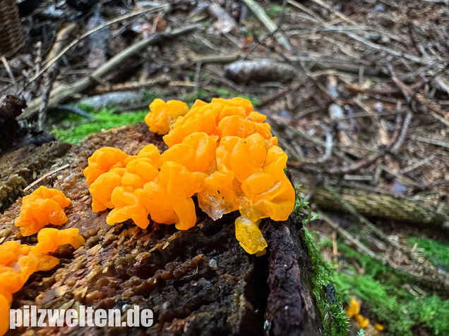 Riesengallertträne, Dacrymyces chrysospermus