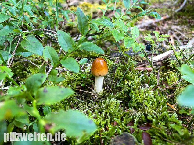 Rotbrauner Scheidenstreifling, Amanita fulva