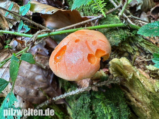 Safranroter Schüppling, Safranschüppling, Pyrrhulomyces astragalinus