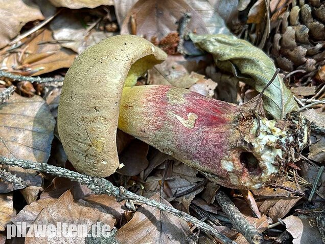 Schönfußröhrling, Caloboletus calopus