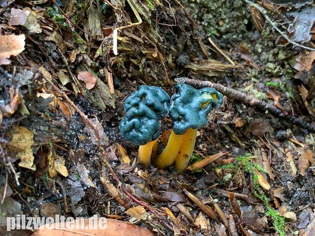 Schwarzgrünes Gallertkäppchen, Leotia viscosa