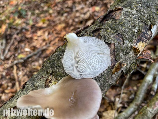 Sommer-Austernseitling, Pleurotus ostreatus forma florida