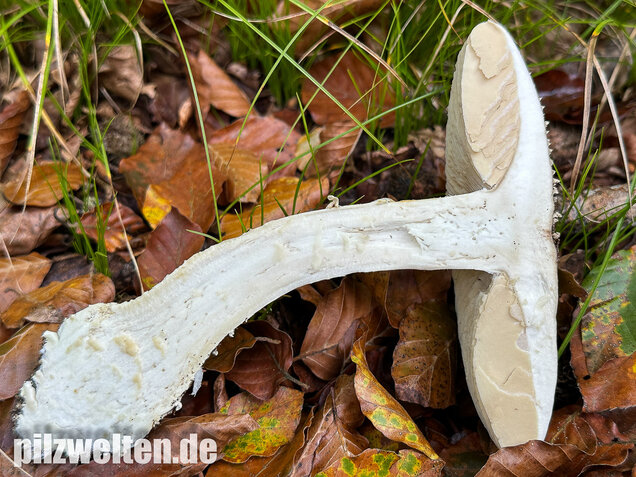 Spitzkegeliger Wulstling, Amanita echinocephala