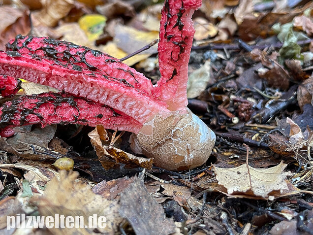 Tintenfischpilz, Clathrus archeri