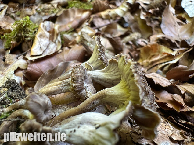 Krause Kraterelle, Krauser Leistling, Craterellus undulatus
