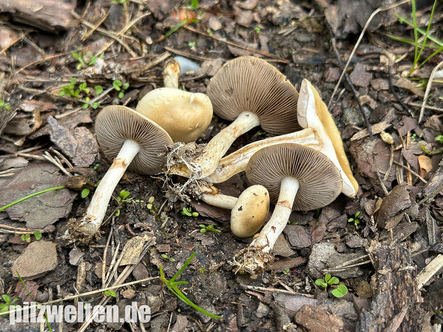 Voreilender Ackerling, Agrocybe praecox