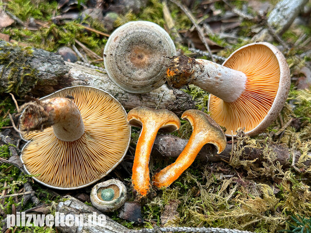 Wechselblauer Edelreizker, Lactarius quieticolor
