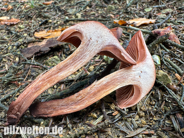 Weinroter Purpur-Schneckling, Hygrophorus capreolarius