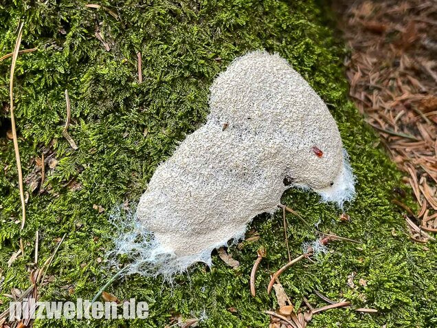 Weiße Lohblüte, Fuligo candida