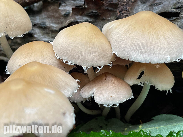Behangener Faserling, Psathyrella candolleana
