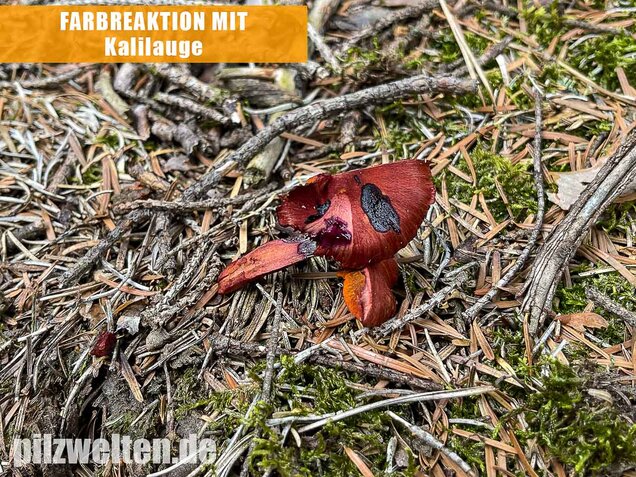 Blutroter Hautkopf, Cortinarius sanguineus
