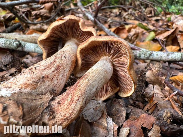 Brandiger Ritterling, Tricholoma ustale
