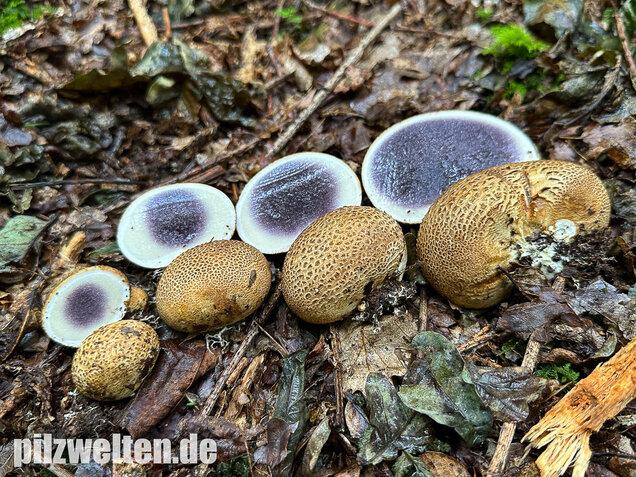 Dickschaliger Kartoffelbovist, Scleroderma citrinum