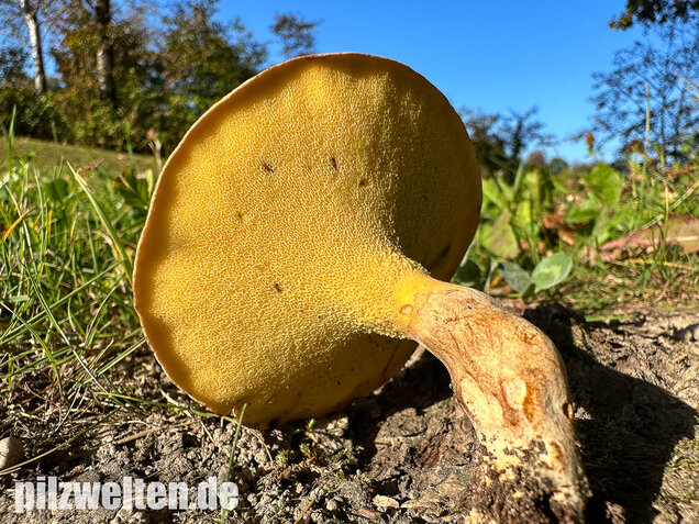 Erlengrübling, Gyrodon lividus