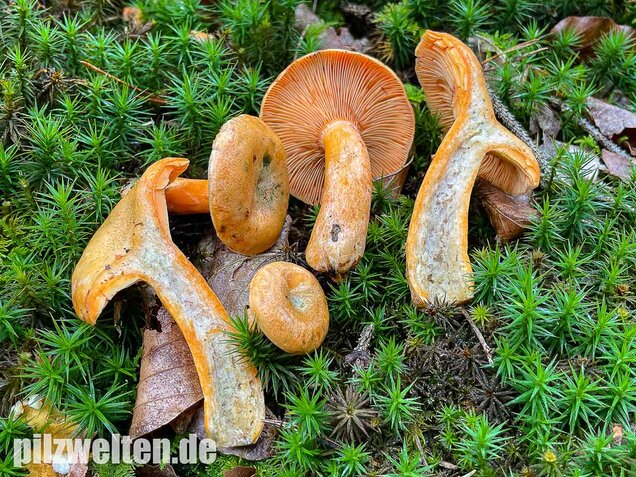 Fichtenreizker, Lactarius deterrimus