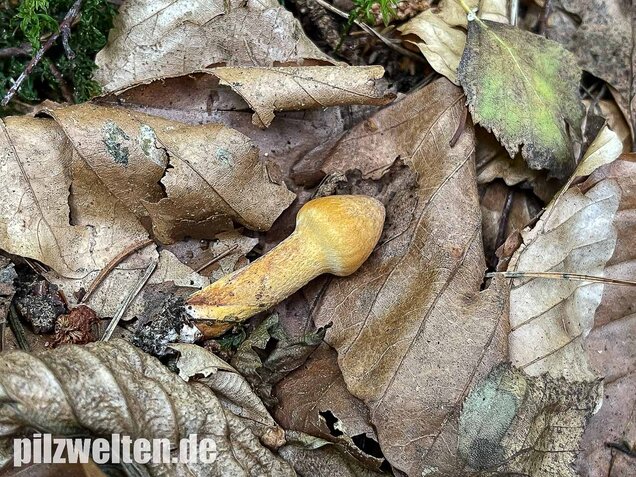 Filziger Gelbfuß, Chroogomphus helveticus