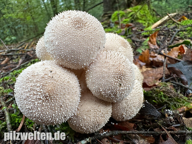 Flaschenstäubling, Flaschenbovist, Lycoperdon perlatum