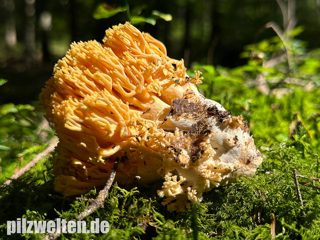 Gebirgskoralle, Largents Korallenpilz, Ramaria largentii